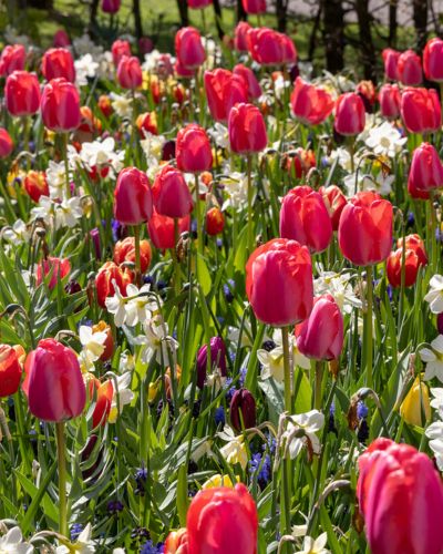 Zmes Prestige, 100 kusov  